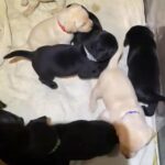 KC Reg FTCH Pedigree Labradors in Fenland