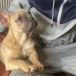 French Bull Dog in Maidstone