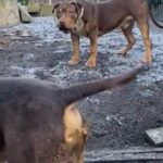 Goodbar Choc Tri Male in Manchester