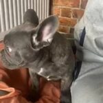 French Bull Dog in Maidstone