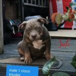 American Bully Pocket Puppies For Sale in Luton