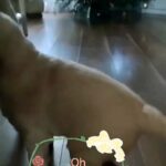 Golden retriever in Coventry