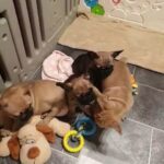Kc registered French bulldog puppies in County Durham