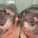 French Bulldog Puppies✨ in Cheshire East
