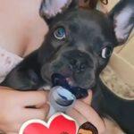Blue And Tan 2 Month Old French Bulldog in London