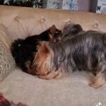 beautiful pedigree miniature Yorkshire terriers girl small in London