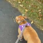 Red merle pocket bully in London
