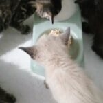 kittens in Staffordshire
