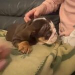 English Bulldog Puppy in London