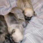 *Reduced priced* French bulldog puppies in Telford and Wrekin