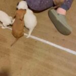 Jack X Dachshunds in Fenland