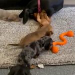 3 Mini dachshund Pups Looking For Forever Homes in London