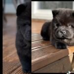 quality Female chow chow pups in Liverpool