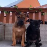 Staffy Cross in London