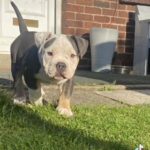 Pocket Bully Blue Tri Male in Wakefield