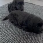 Cockapoo Puppies in Birmingham