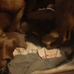 presa canario (Coco) needs a good home in Rotherham