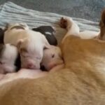 1 American Bull Dog Pup in Bromley