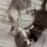 Pedigree Maine Coon Kittens in Tameside