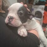 Bella (French bulldog) in Woking