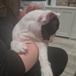 Stella (French bulldog) in Woking