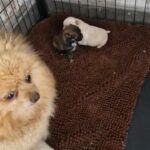 pomchi puppies in Manchester