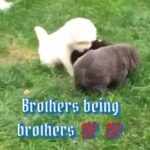 Chow Chow Puppy For Sale in Bedford