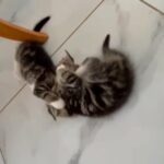 Cute Tabby Kittens Ready To Leave in Birmingham
