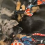 Miniature Dachshund Puppies in Edinburgh