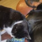 Rehoming 18 month Old Female Rottweiler in Birmingham