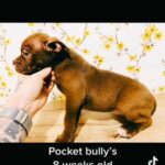 Pocket Bully’s Abkc Registered in Dudley