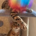 ?TICA ACTIVE SHOW QUALITY PURE BENGALS READY TO GO!? in Birmingham