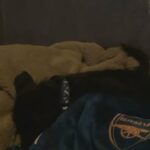 Black Male Jackapoo For Sale in Wolverhampton