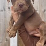 AMERICAN BULLY MALE ? in Blackburn with Darwen