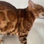 3 Tica Active Pedigree Stunning Pure Bengal Girls in Birmingham