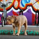 stud dog in Swindon