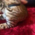 ?Active 4 Month Old Pure bengal boy TICA BEAUTIFUL ROSETTES in Birmingham