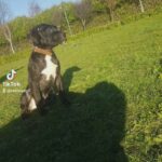 strafforshire terrier in Bradford