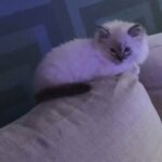 Make Rag doll Kitten in London