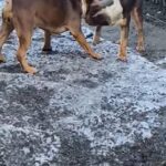 GOODBAR MALE CHOC TRI PUP in Manchester