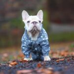 Lil Baby ? Best Big Rope French Bulldog Stud ? in Liverpool