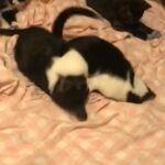 Amazing Kittens for sale in London
