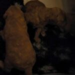 Champion Red Miniature Poodle Puppies in Cheshire West and Chester