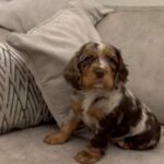 Working Cocker Spaniel Merle in Birmingham