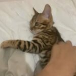 ?SNAP UP LAST CUTE BENGAL BOY ACTIVE OR LUXURY PET? in Birmingham