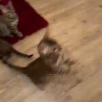 ?TICA GORGEOUS PLAYFUL BENGAL ANGELS READY TO FLY ? in Birmingham