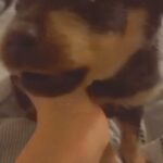 10 Week Old Female Rottweiler Pup in Birmingham