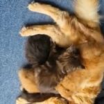 Maine Coon Kittens in Tamworth