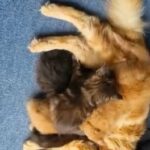 Maine Coon Kittens in Tamworth