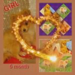 MINI POMERANIAN FEMALE in Swansea